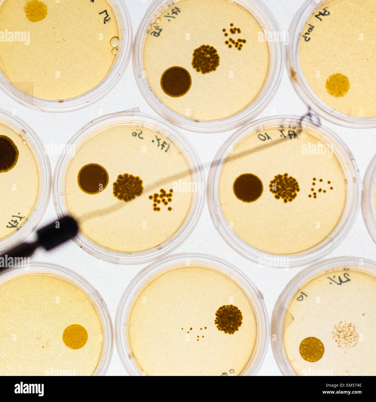 Bacteria growing in petri dishes hires stock photography and images