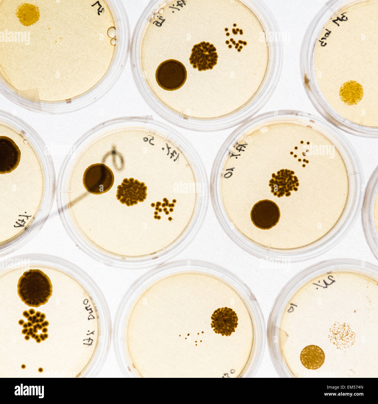 Growing Bacteria in Petri Dishes. Stock Photo