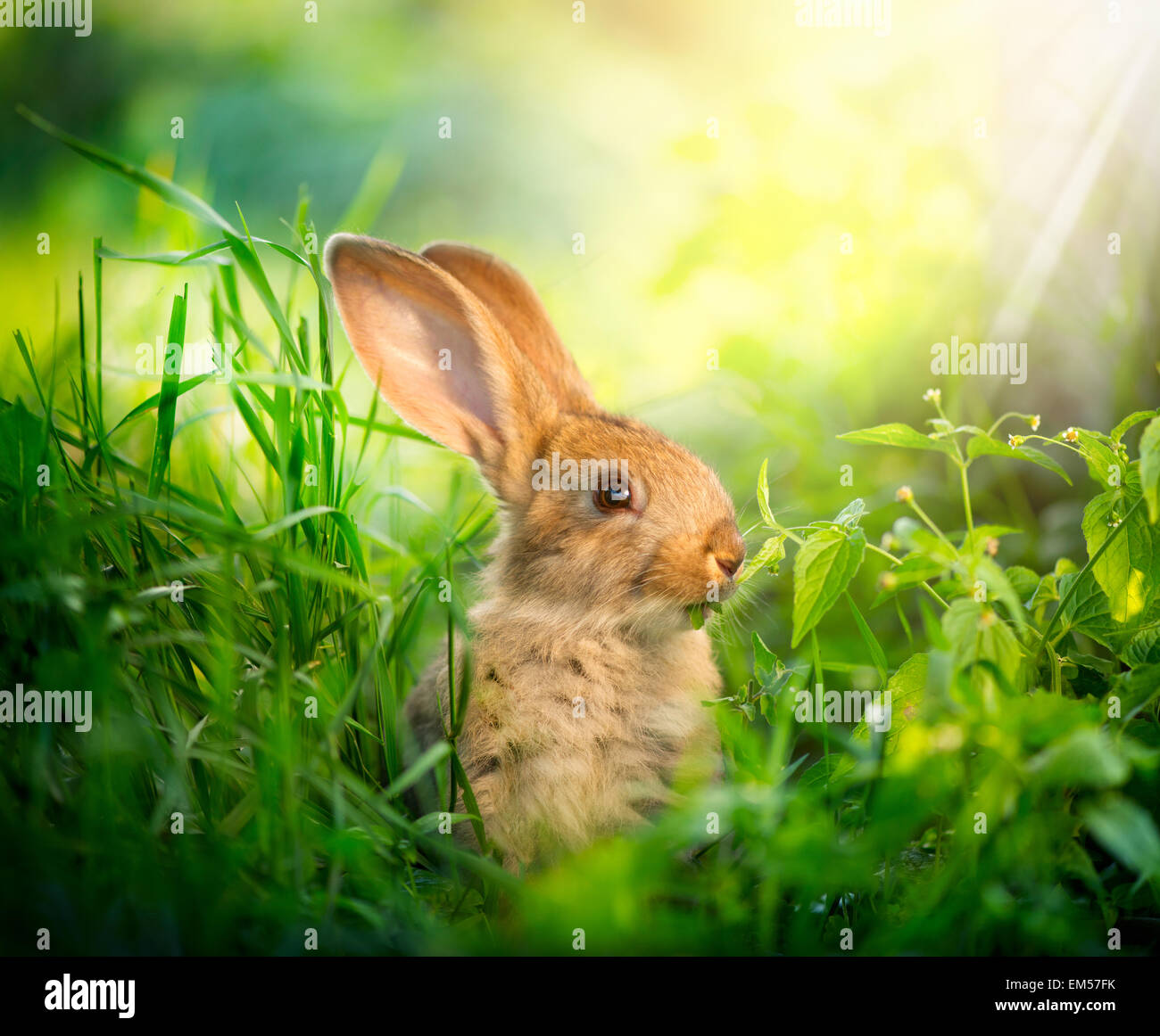 Rabbit. Art Design of Cute Little Easter Bunny in the Meadow Stock Photo