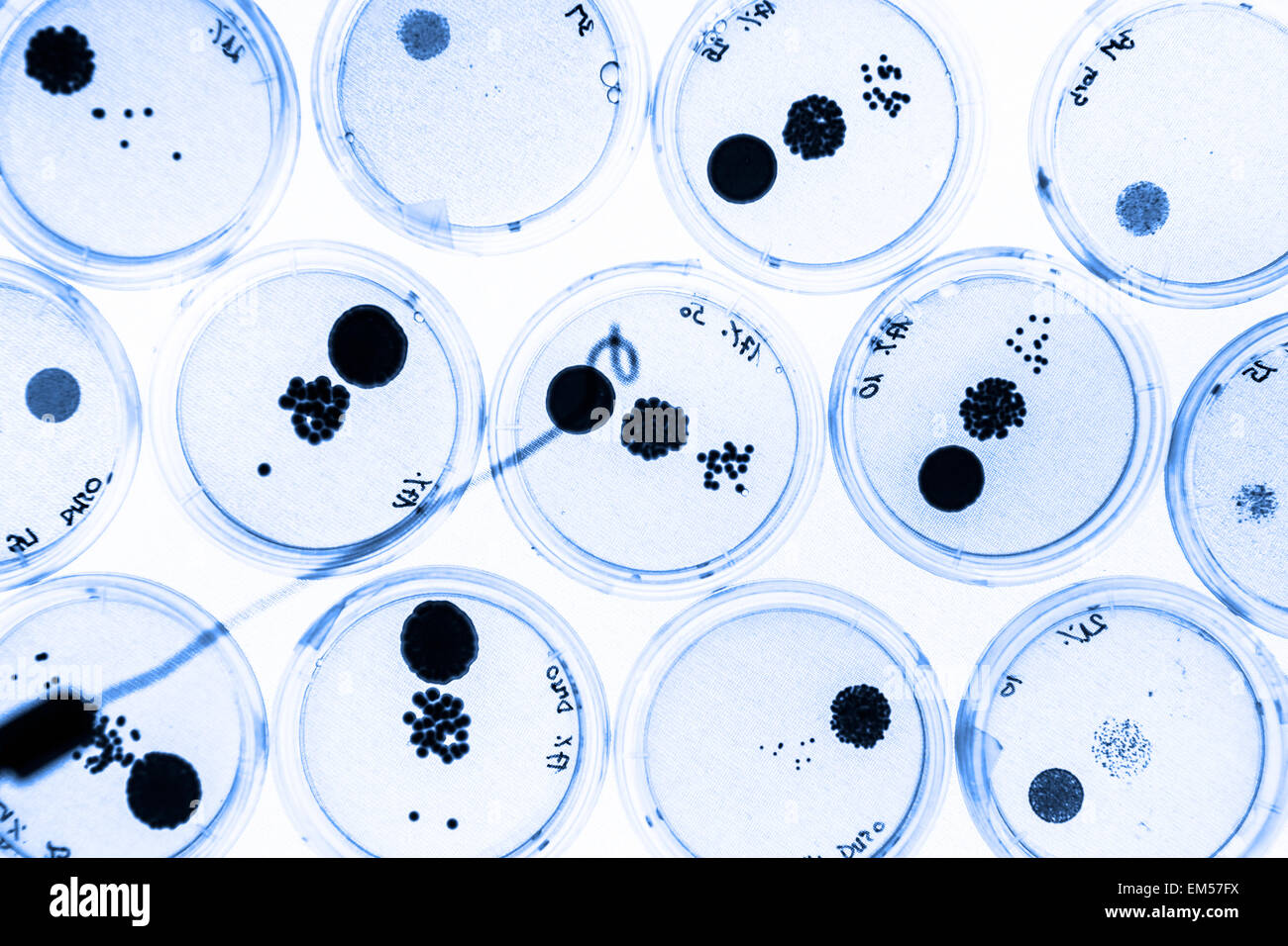 Growing Bacteria in Petri Dishes. Stock Photo