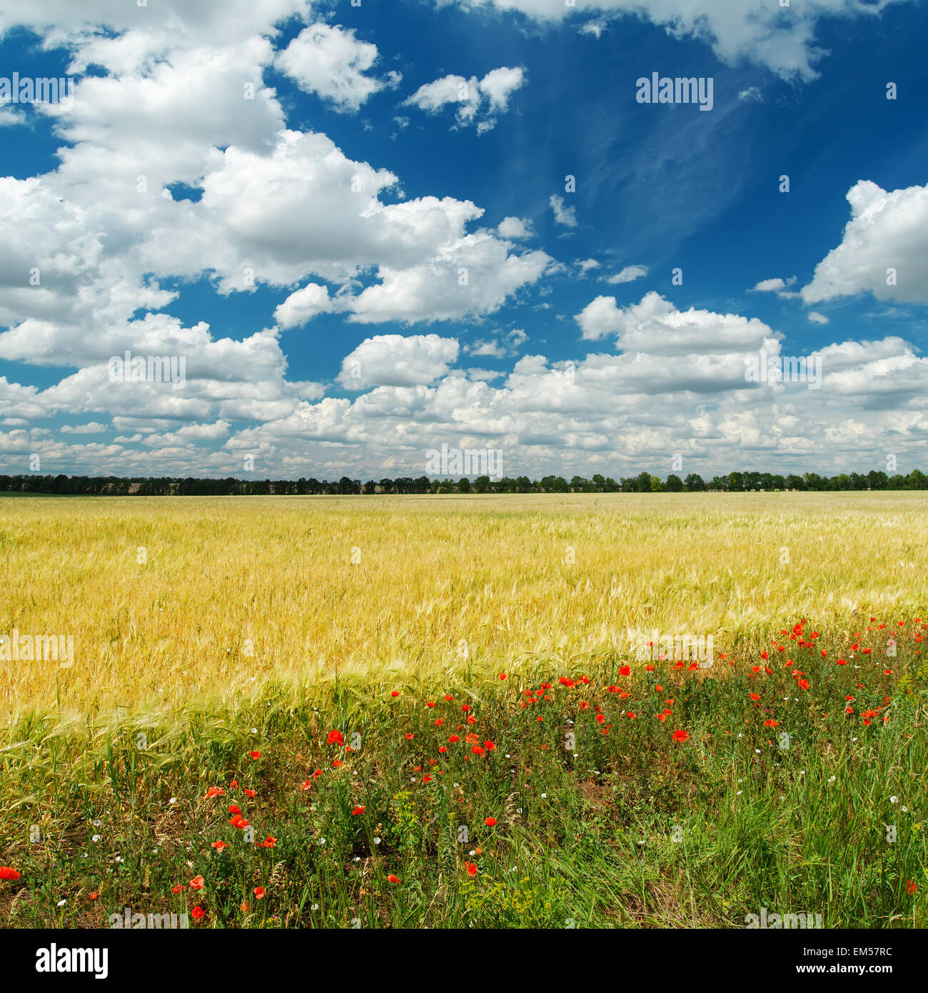 harvest field with flowers and cloudy sky Stock Photo - Alamy