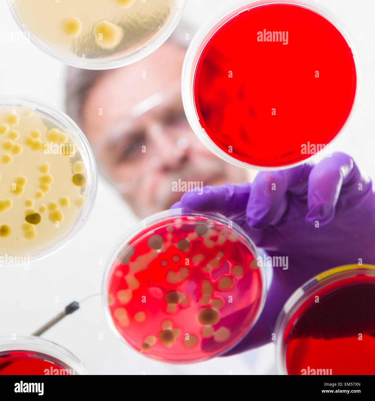 Senior life science researcher grafting bacteria. Stock Photo