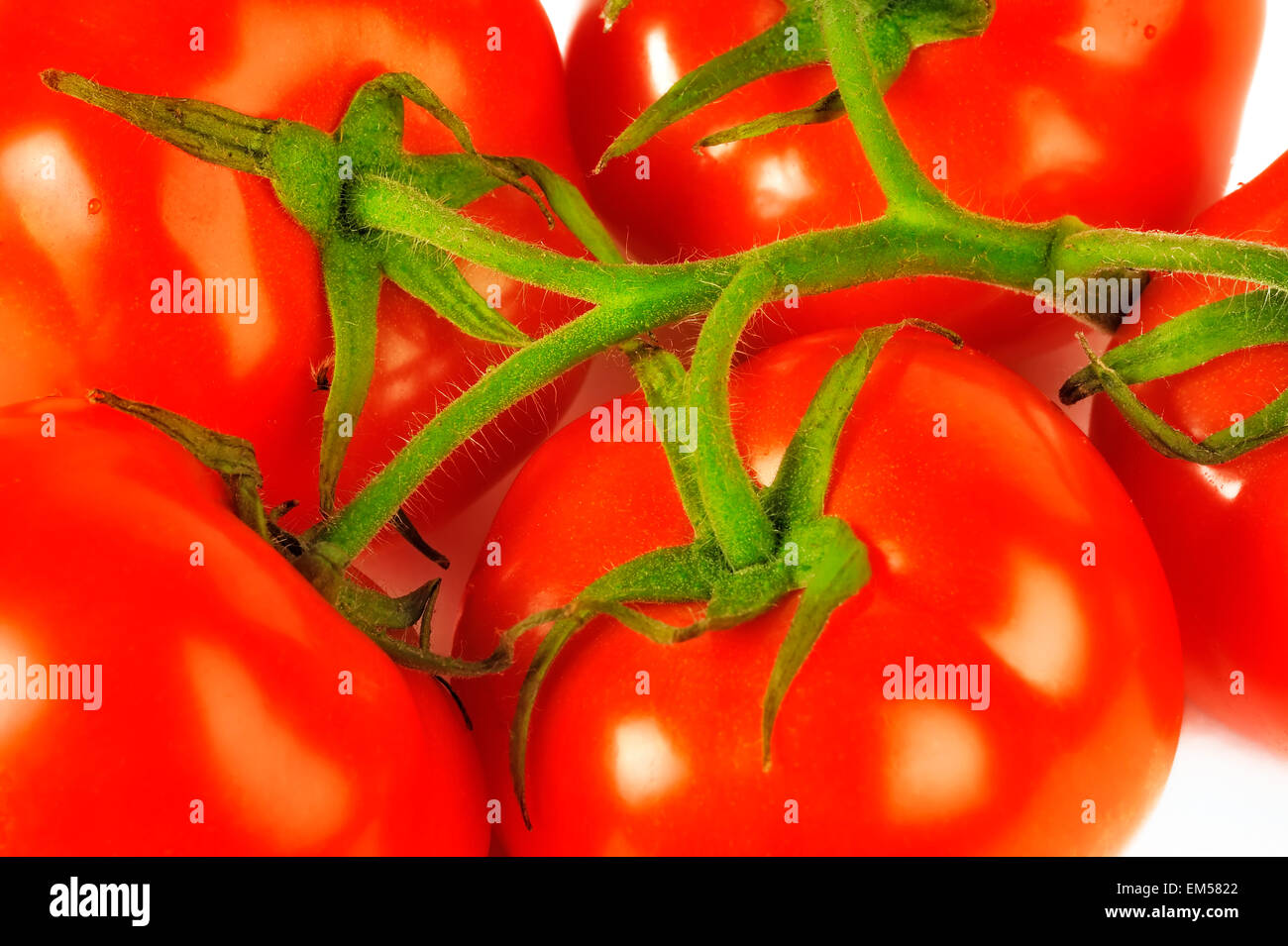 Tomatoes large, on a branch Stock Photo