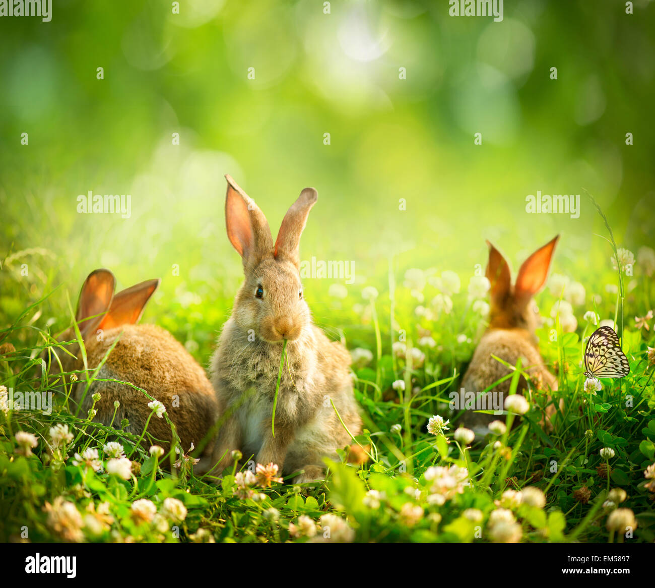 Rabbits. Art Design of Cute Little Easter Bunnies in the Meadow Stock Photo