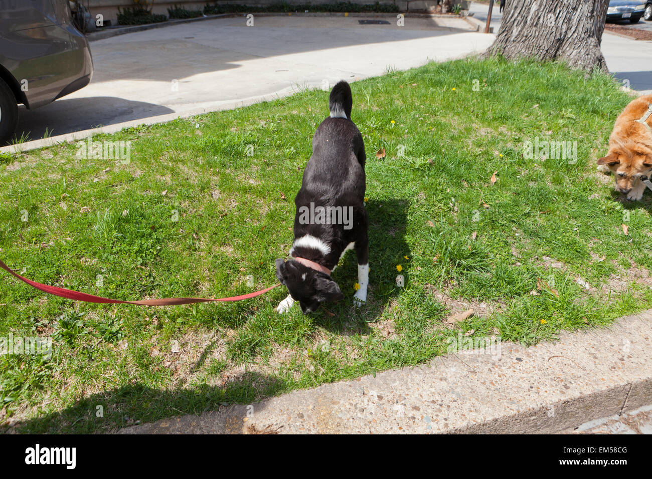 Why Does My Dog Smell Like Grass