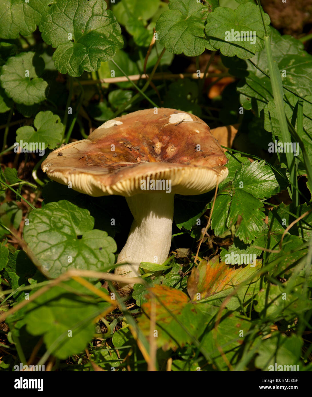 Russule mushroom hi-res stock photography and images - Alamy