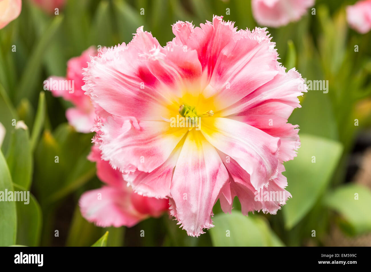 Close up of Pink tulips in the spring garden. Shallow DOF. Stock Photo