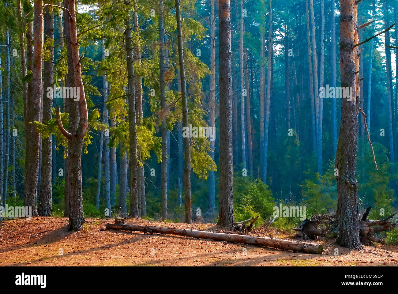 Morning in a pine forest Stock Photo - Alamy