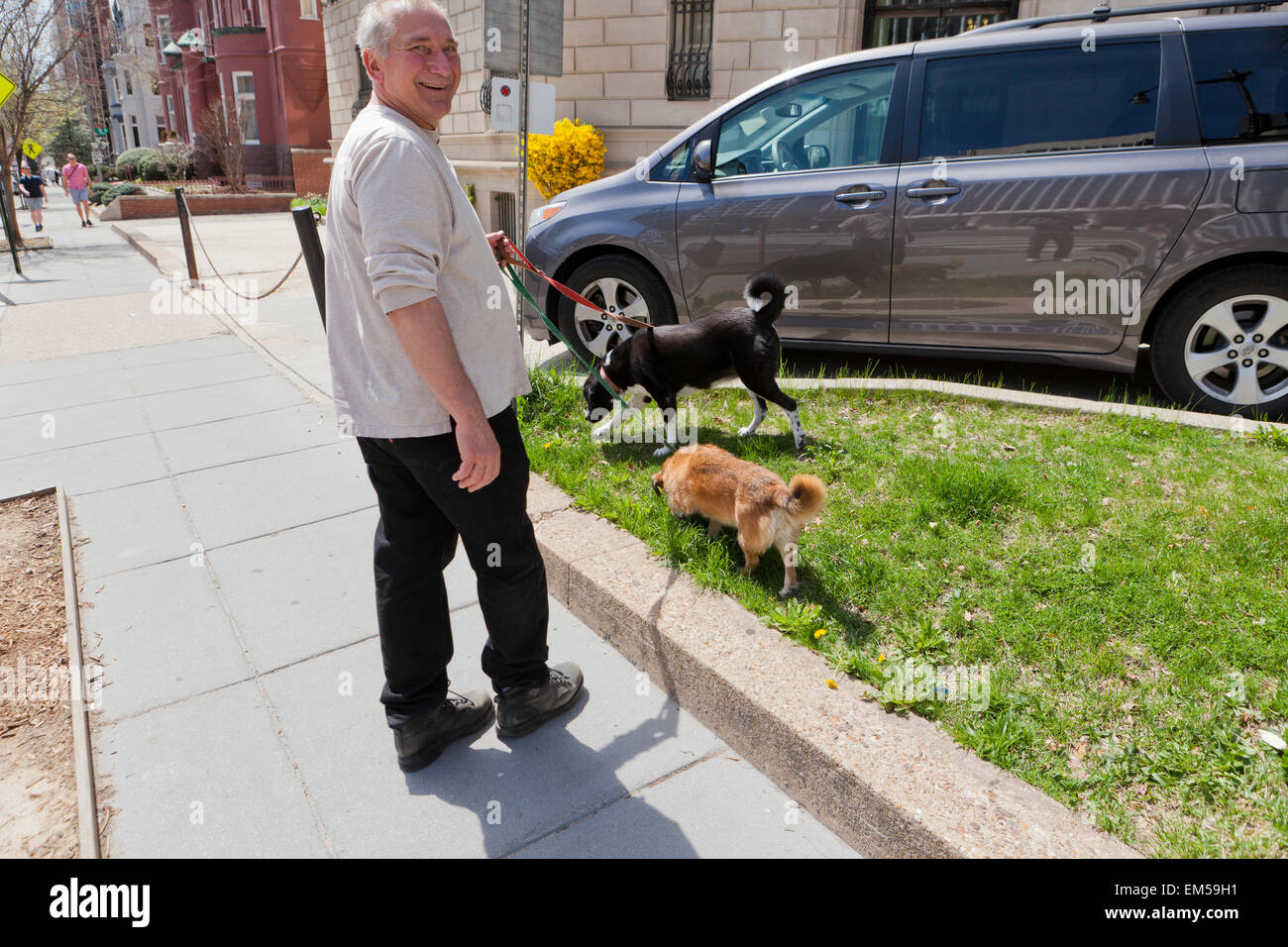 Man walking dogs on sidewalk USA Stock Photo Alamy
