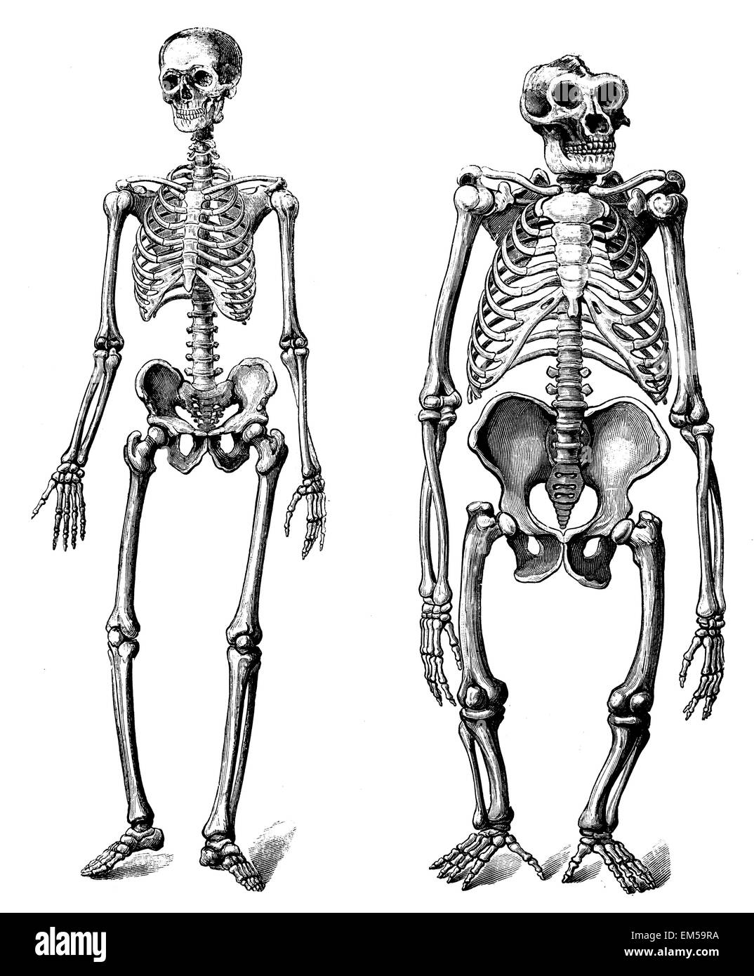 Skeleton of the person  Skeleton of the Gorilla Stock Photo