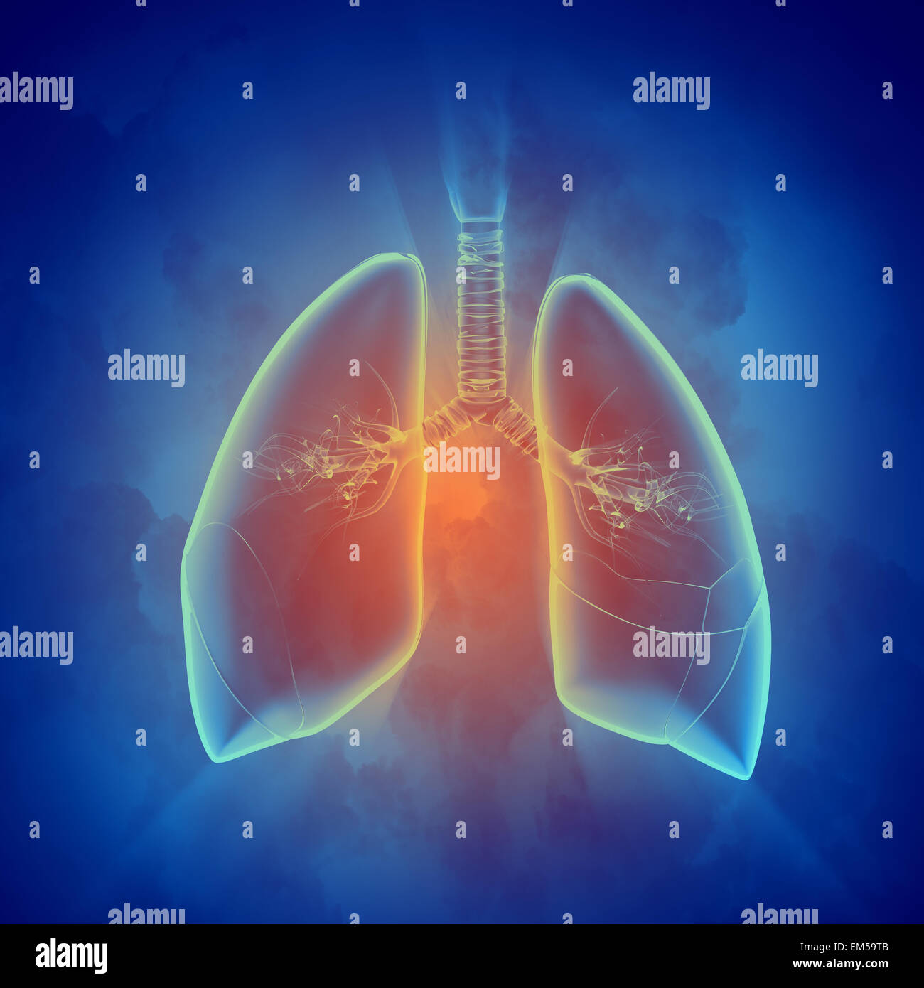 Schematic illustration of human lungs Stock Photo