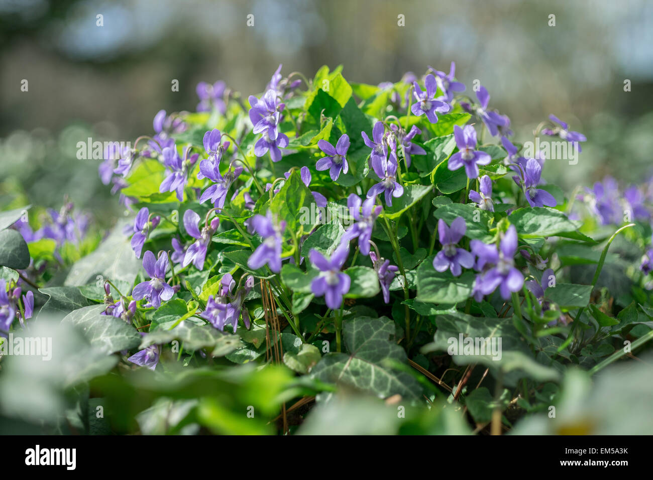 Common dog violet violets in cluster seen from the ground level Viola canina Stock Photo