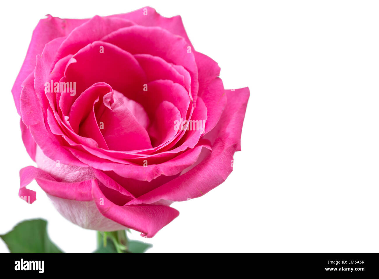 Beautiful Pink Rose isolated on white background Stock Photo - Alamy