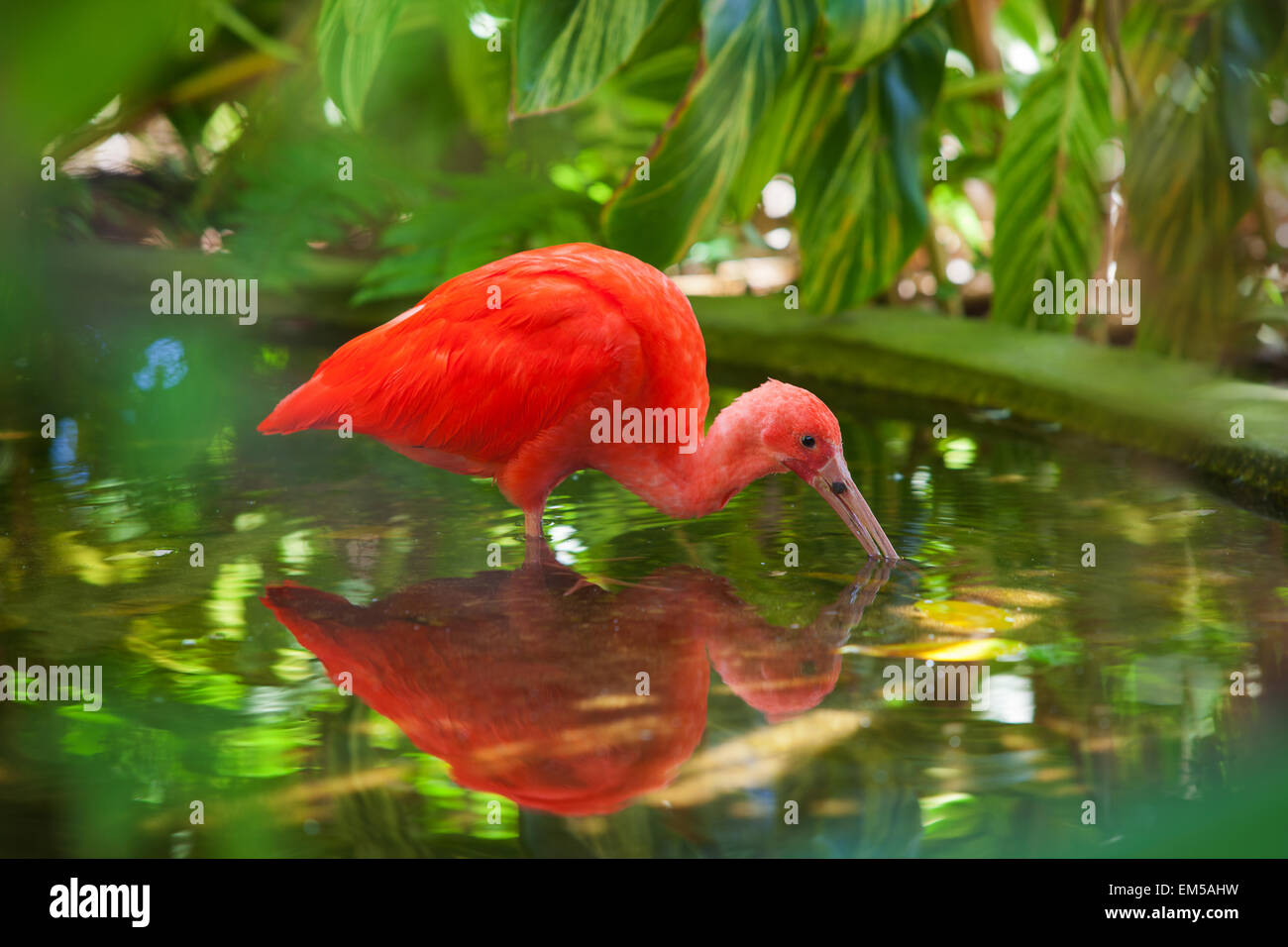 Hungry Scarlet Ibis Stock Photo