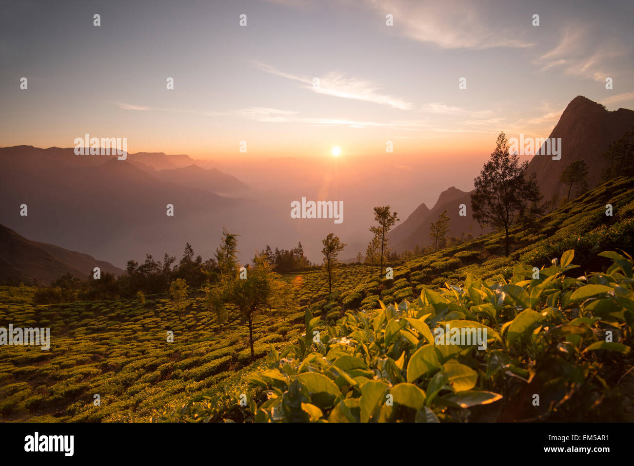 Misty sunrise over the Kolukkumalai Tea Estate, the worlds highest