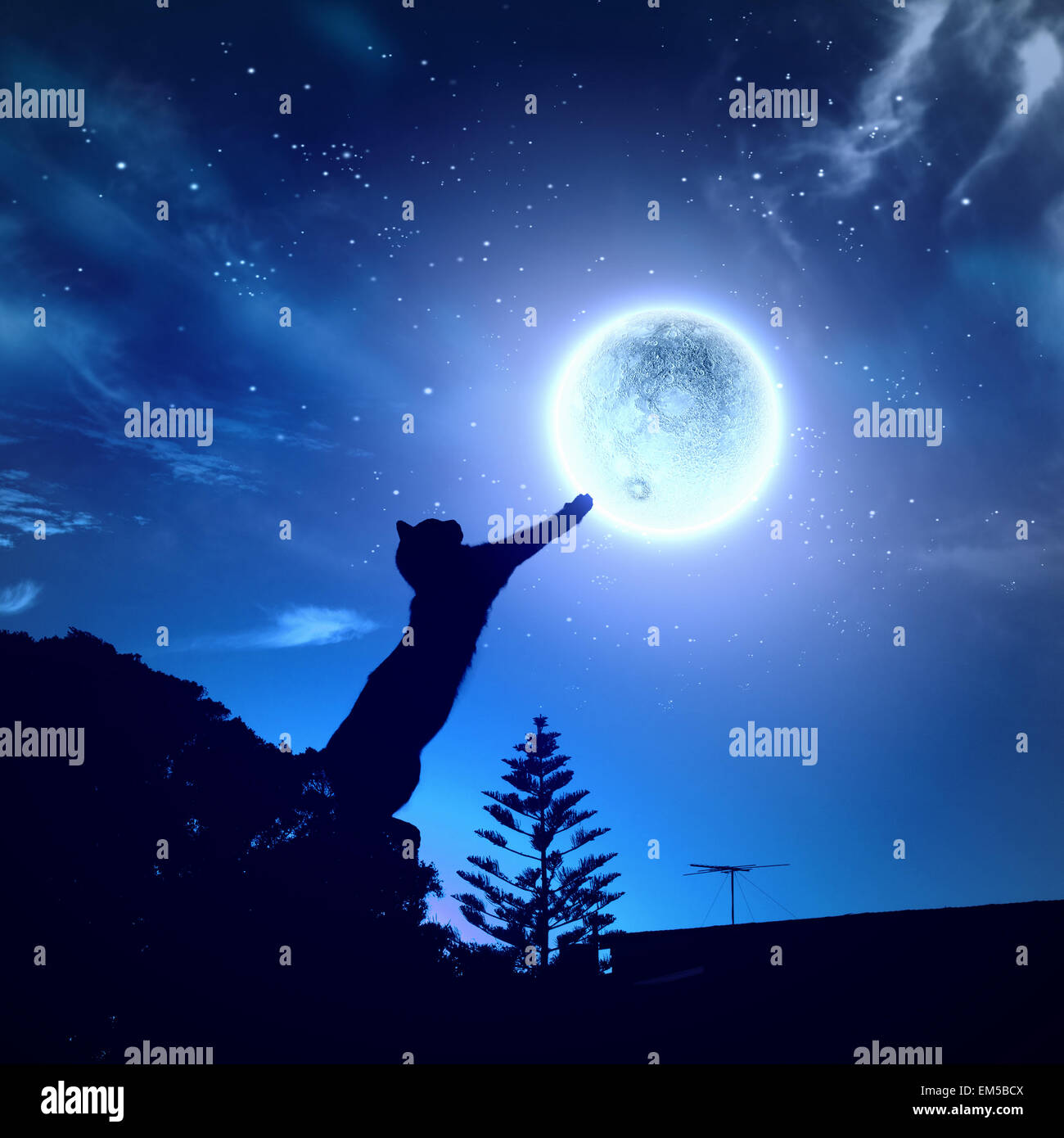 Cat catching moon Stock Photo