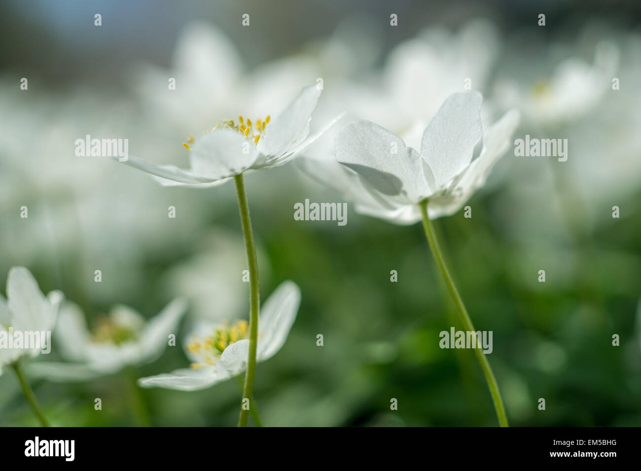 Wood Anemone nemorosa seen from the ground abundant white spring flowers Stock Photo