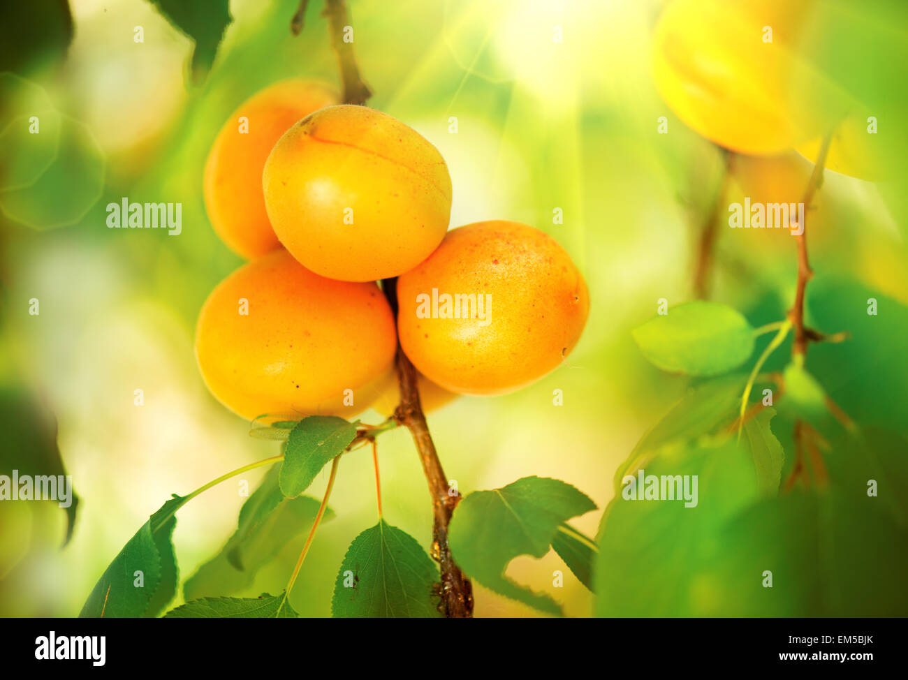 Apricot Growing. Ripe Apricots in Orchard. Organic Fruits Stock Photo Alamy