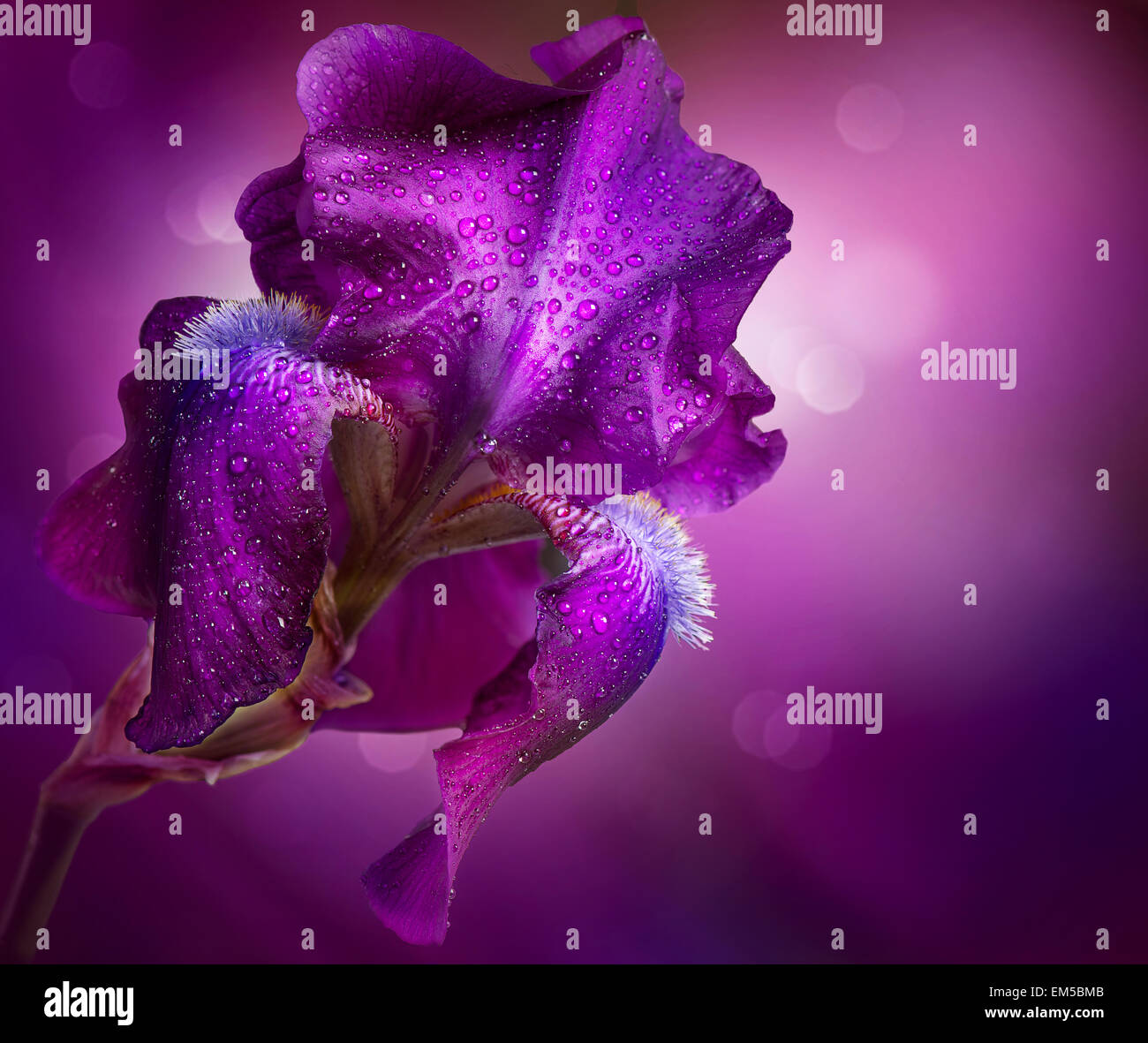 Iris Flowers Art Design. Beautiful Violet Flower Stock Photo