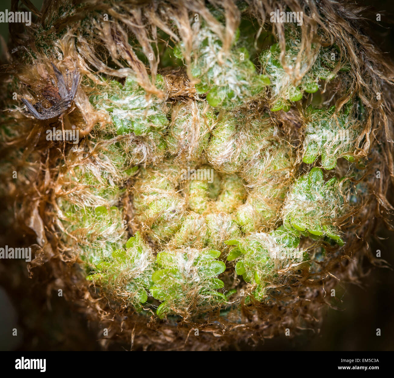 Bracken fern Fiddle-head. Stock Photo