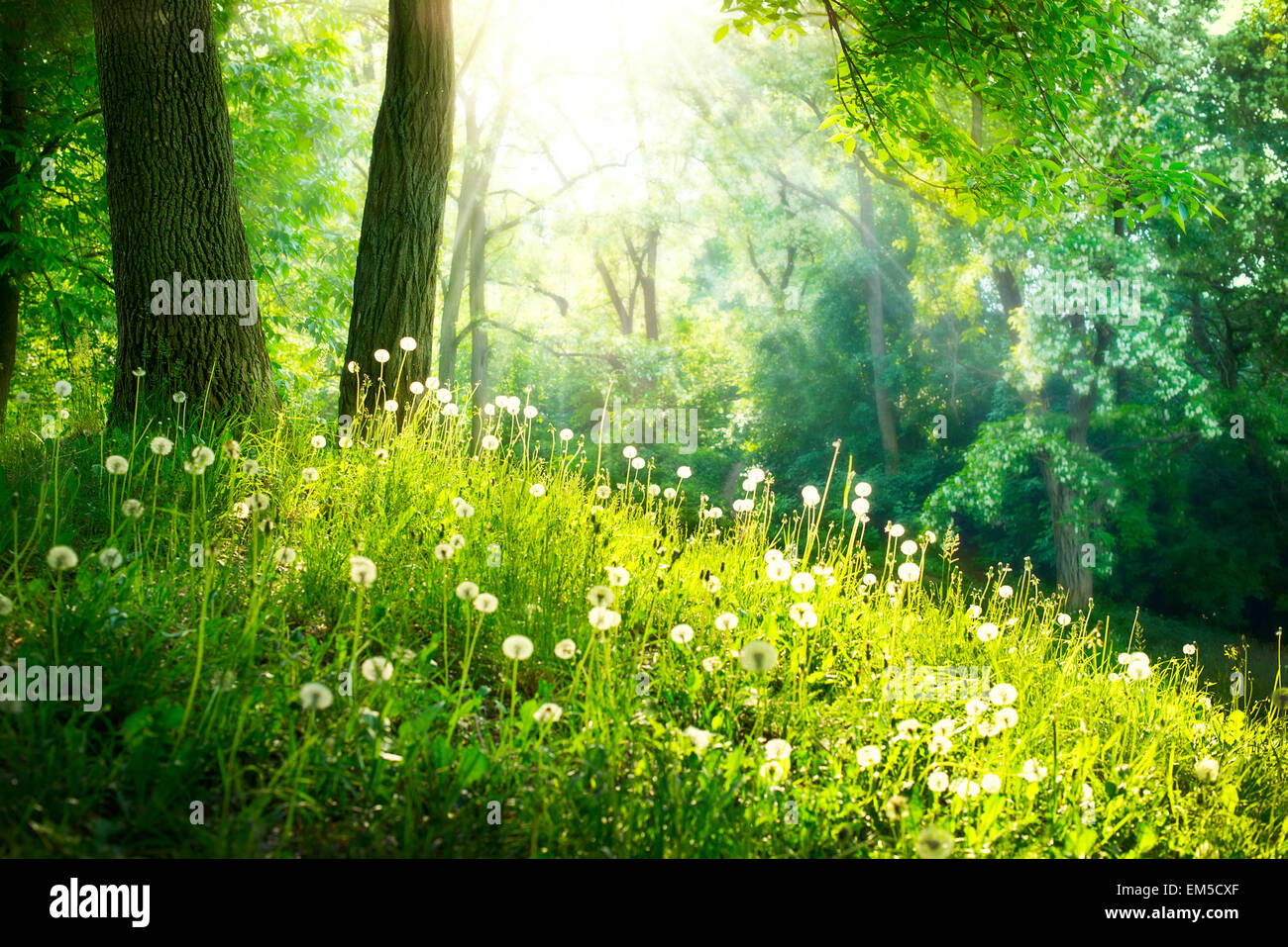 Spring Nature. Beautiful Landscape. Green Grass and Trees Stock Photo ...