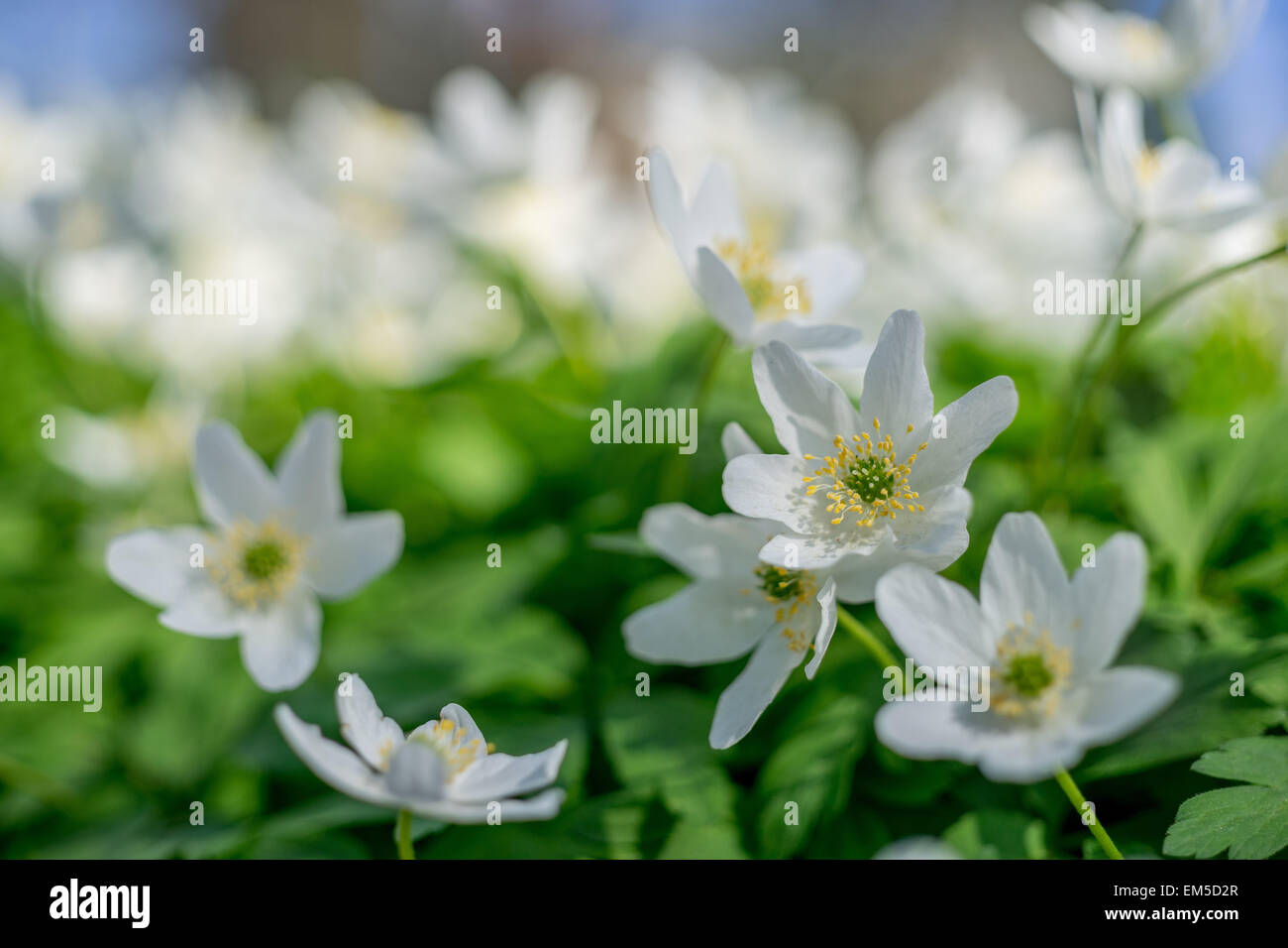 Wood Anemone nemorosa seen from the ground abundant white spring flowers Stock Photo