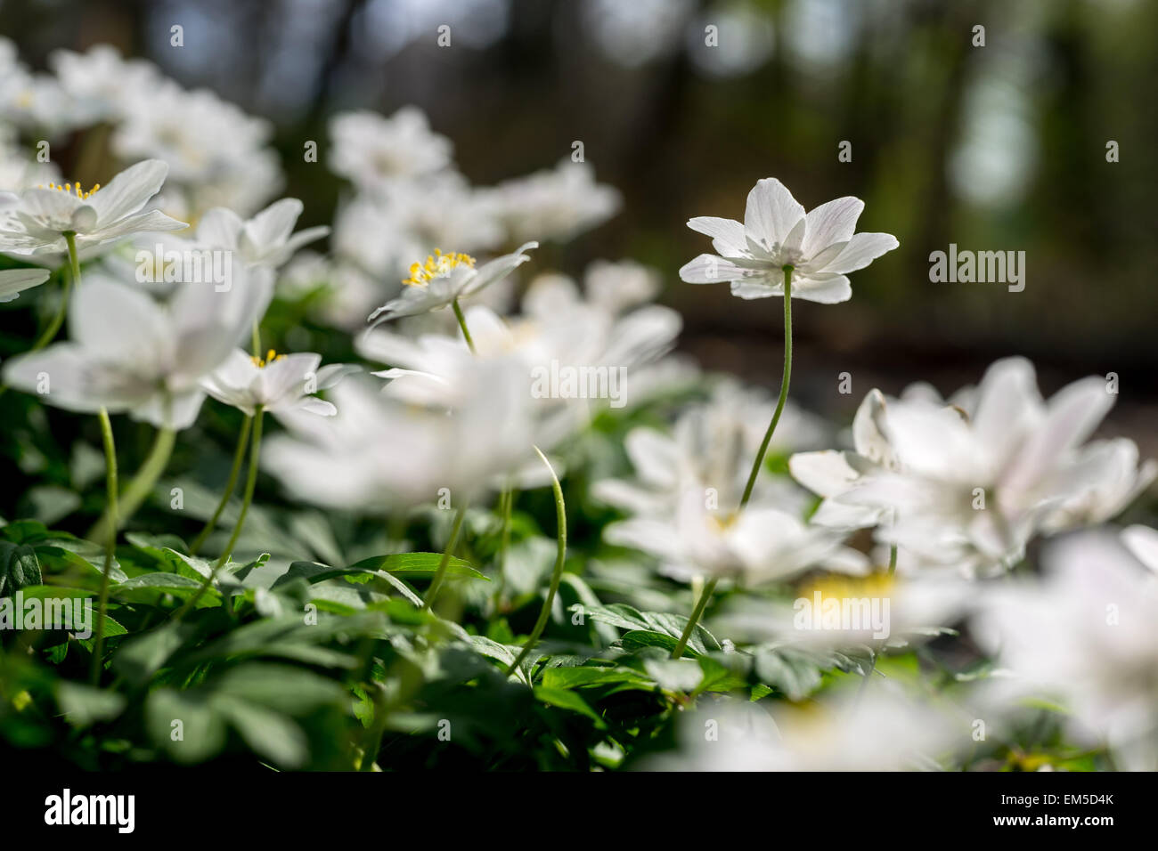 Wood Anemone nemorosa seen from the ground abundant white spring flowers Stock Photo