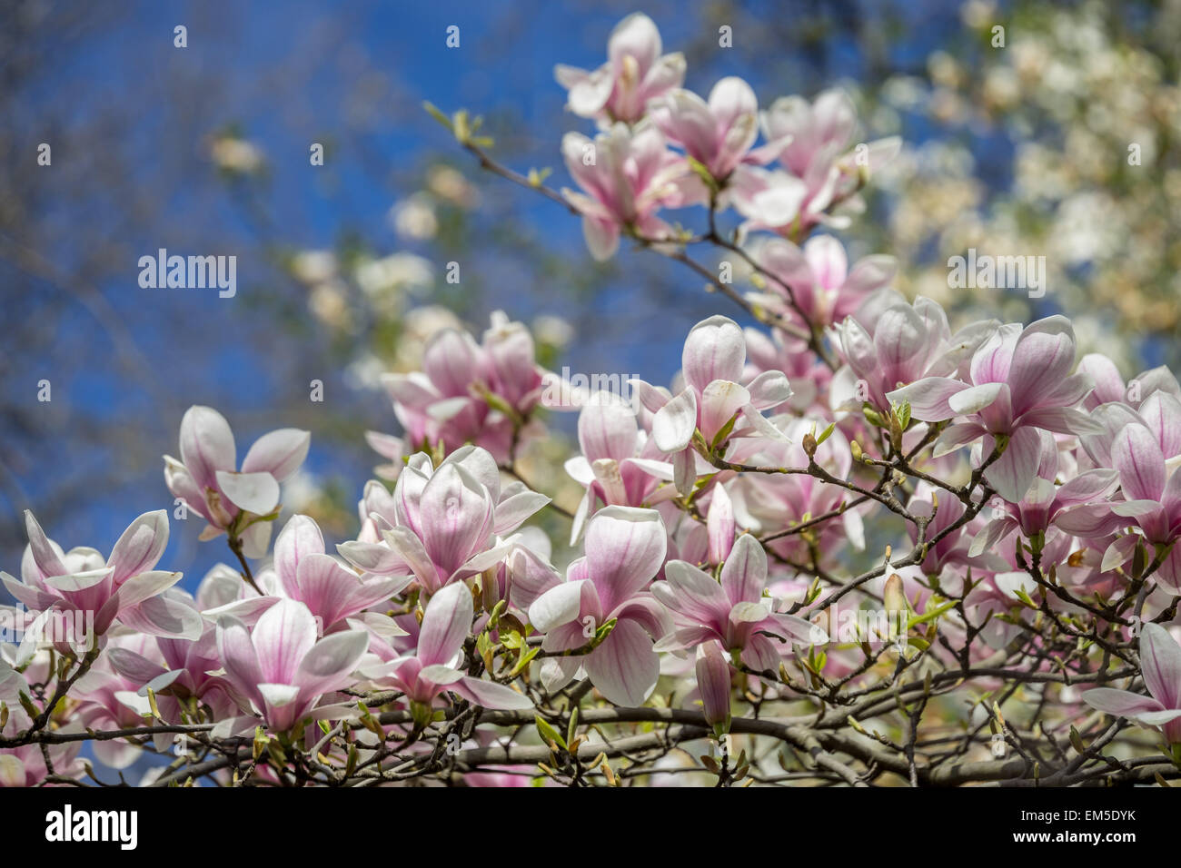 Magnolia soulangiana soulangeana spring flowers against the blue sky Stock Photo