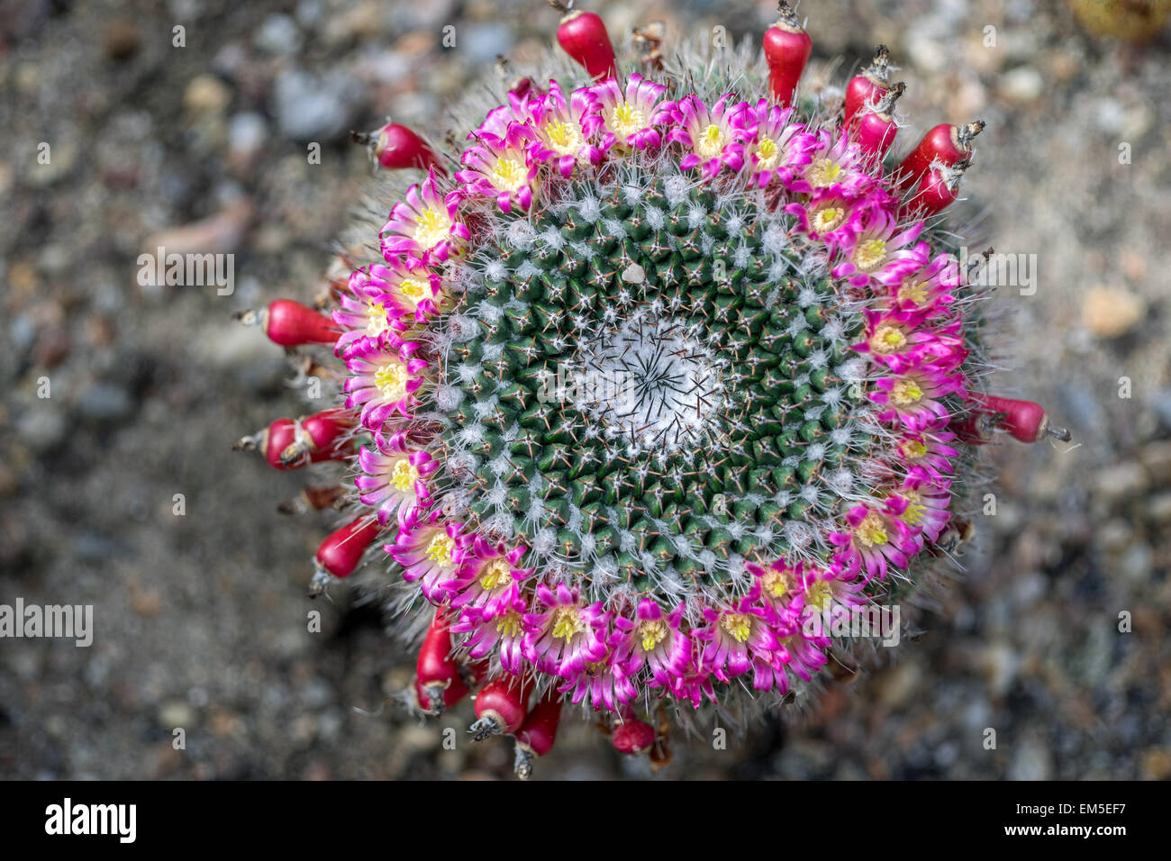 Cactus Mammillaria mystax rich blossom and frutifications Stock Photo