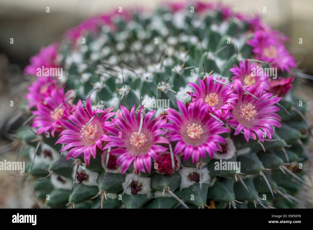 Cactus Mammillaria crebrispina flowering Stock Photo