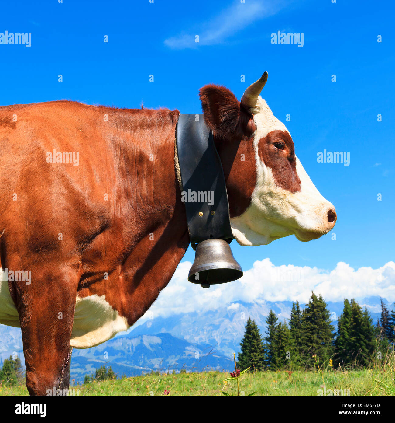 Brown cow in a meadow Stock Photo - Alamy