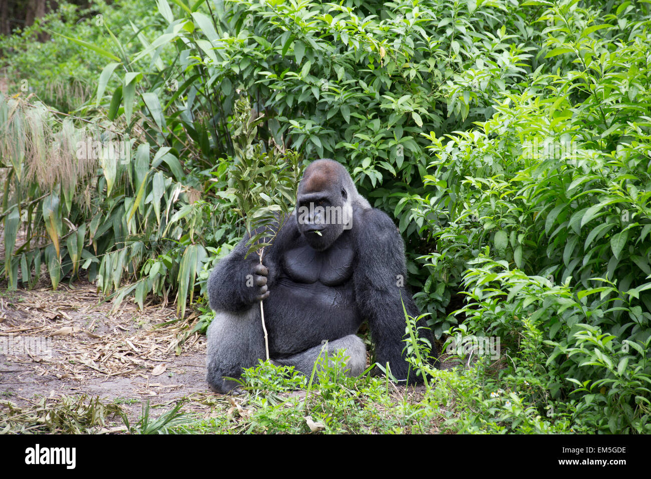 Gorilla in rainforest Stock Photo Biology Diagrams