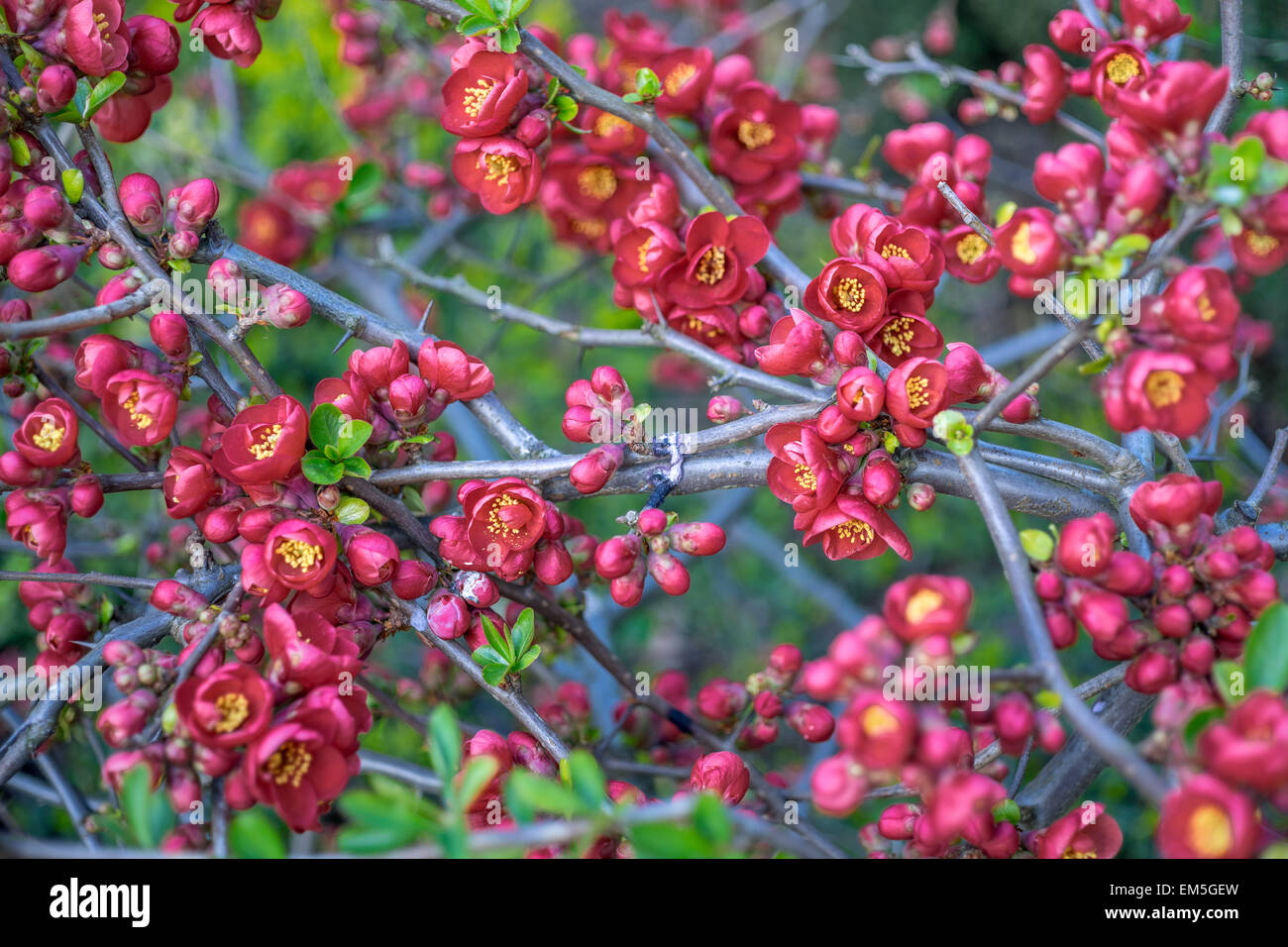 Japanese quince red blossom Chaenomeles superba Stock Photo