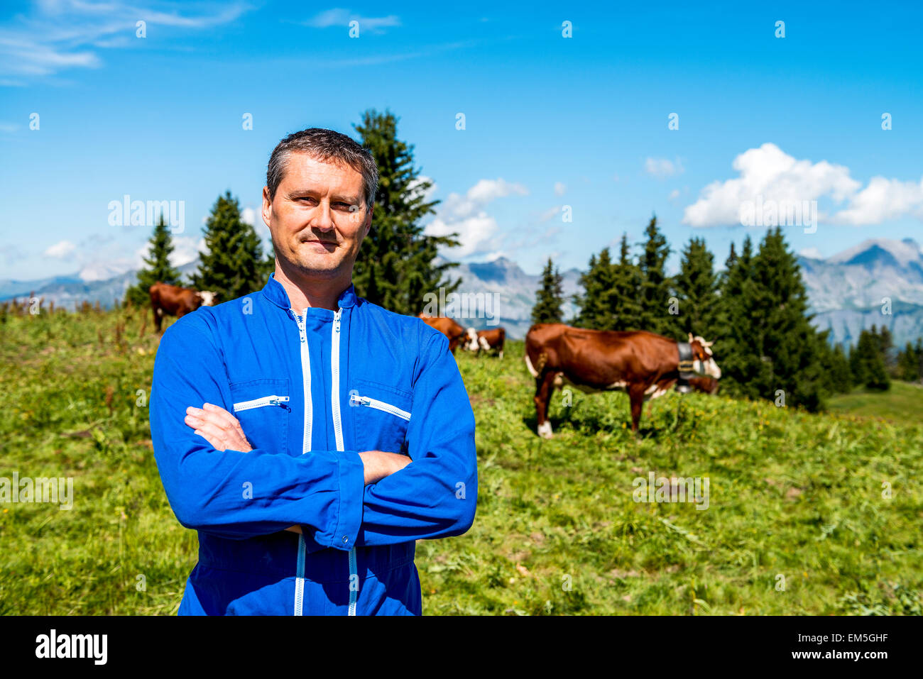 Herdsman and cows Stock Photo