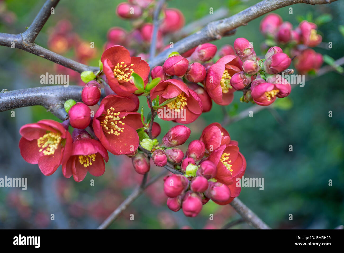 Japanese quince red blossom Chaenomeles superba Stock Photo