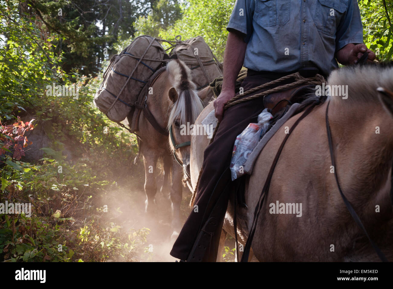 Man riding horseback and guiding a pack horse on a trail in northern Washington Stock Photo