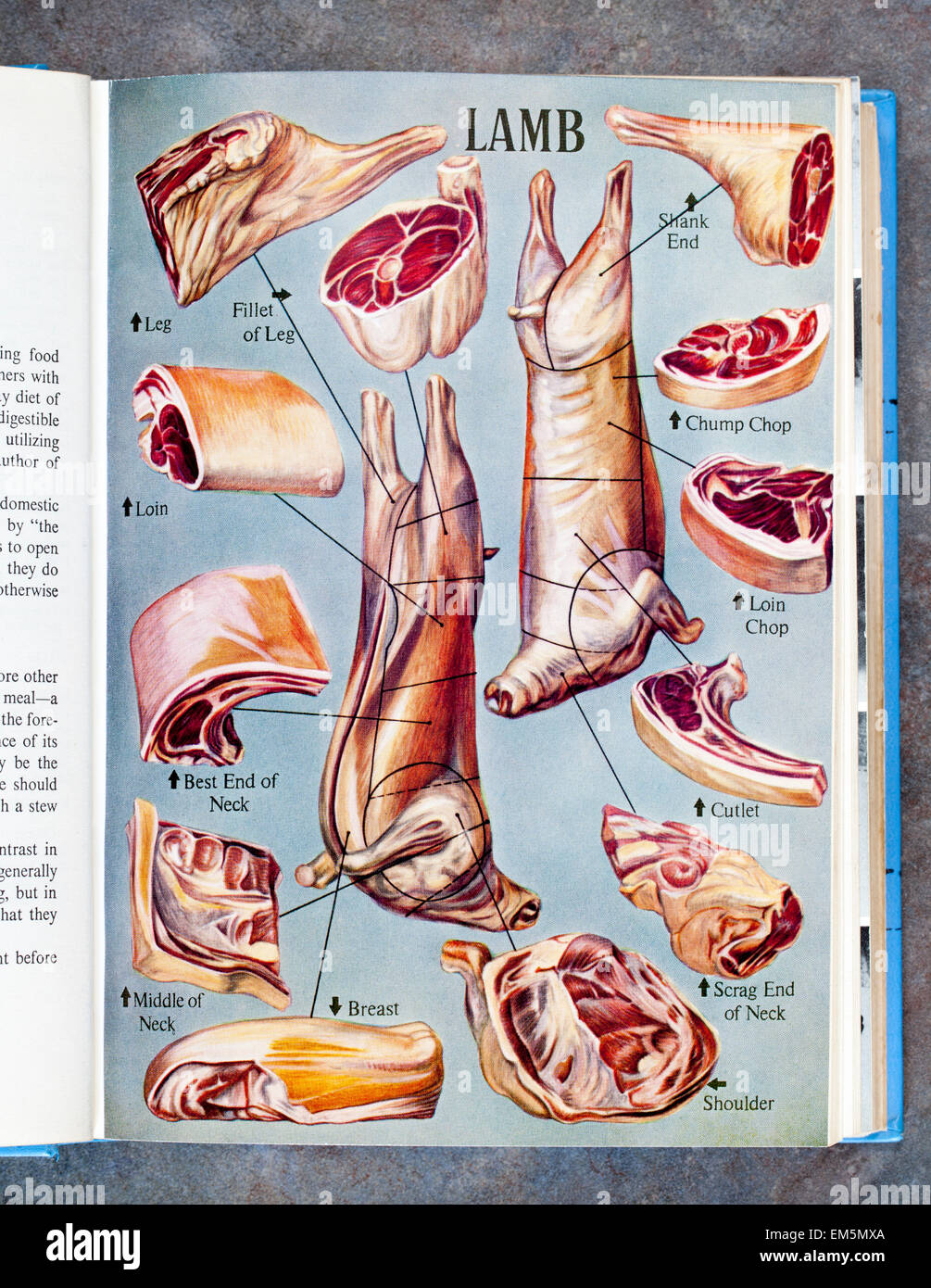 Illustrated Lamb Page from Mrs Beetons Everyday Cookery Book Stock Photo