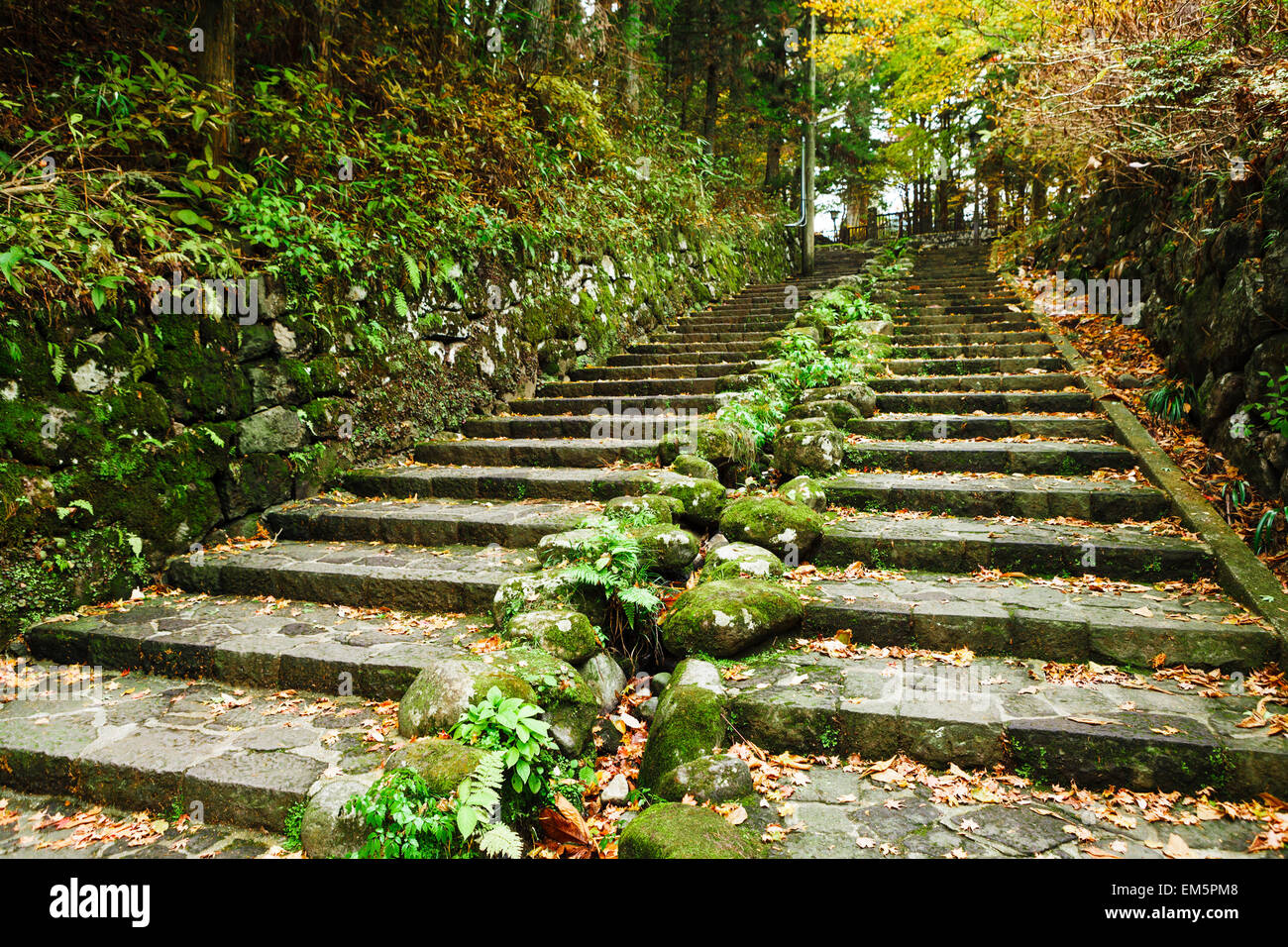 Pathway through the autumn forest Stock Photo - Alamy