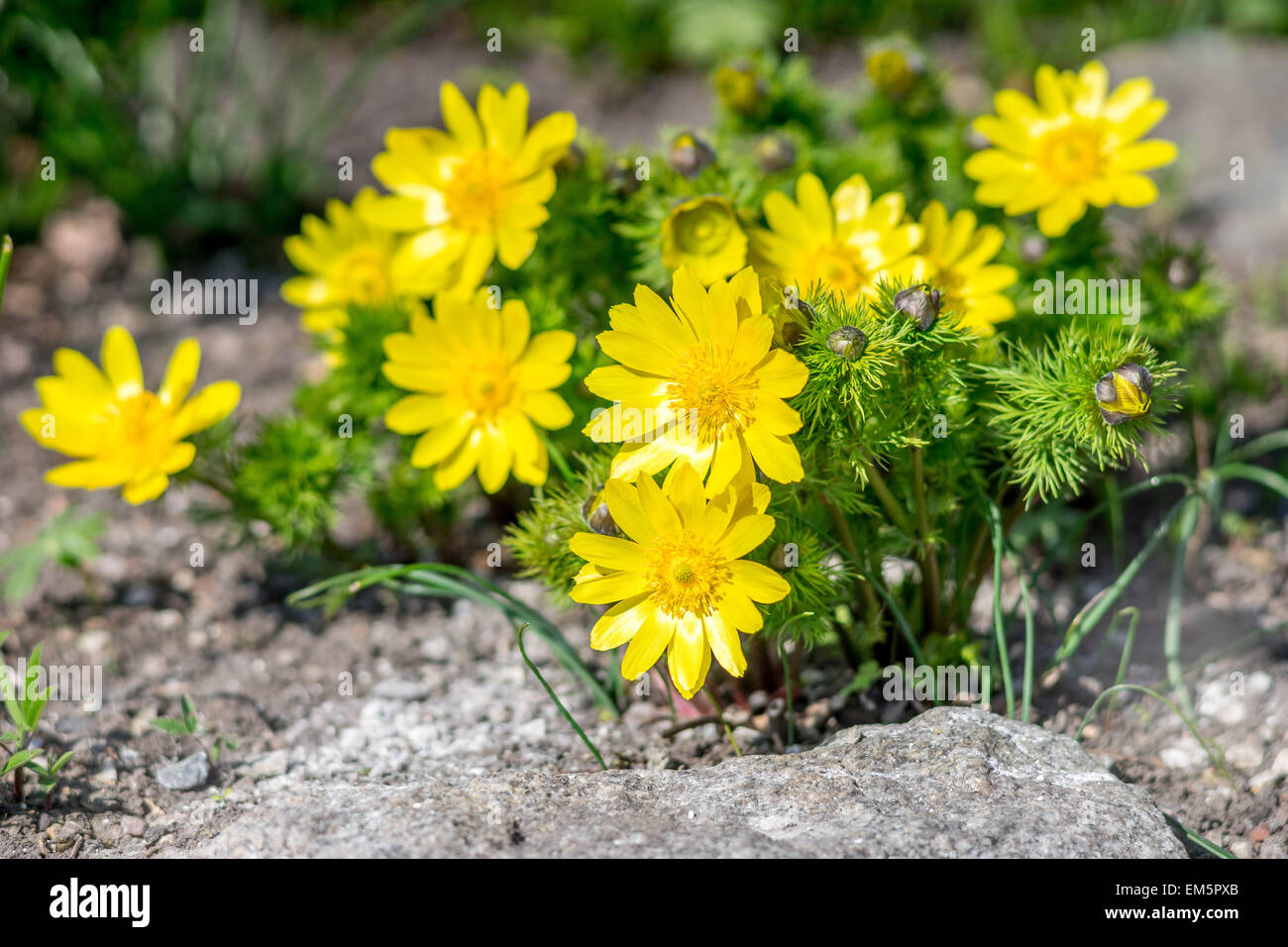 Spring adonis Pheasan's eye flowers cluster  in full bloom Adonis vernalis Stock Photo