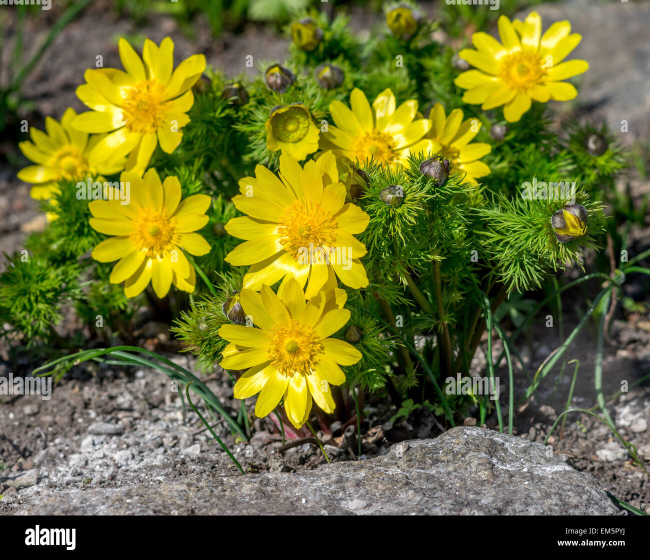 Spring adonis Pheasan's eye flowers cluster  in full bloom Adonis vernalis Stock Photo