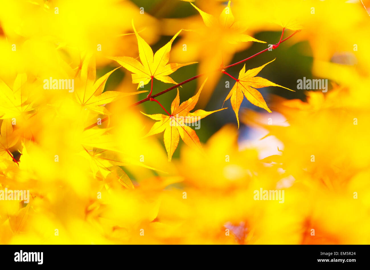Yellow maple leaves background Stock Photo - Alamy