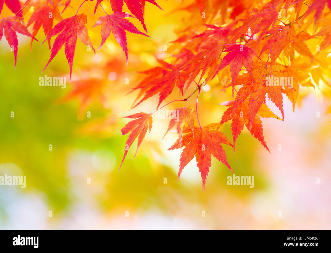 Maple hi-res stock photography and images - Alamy