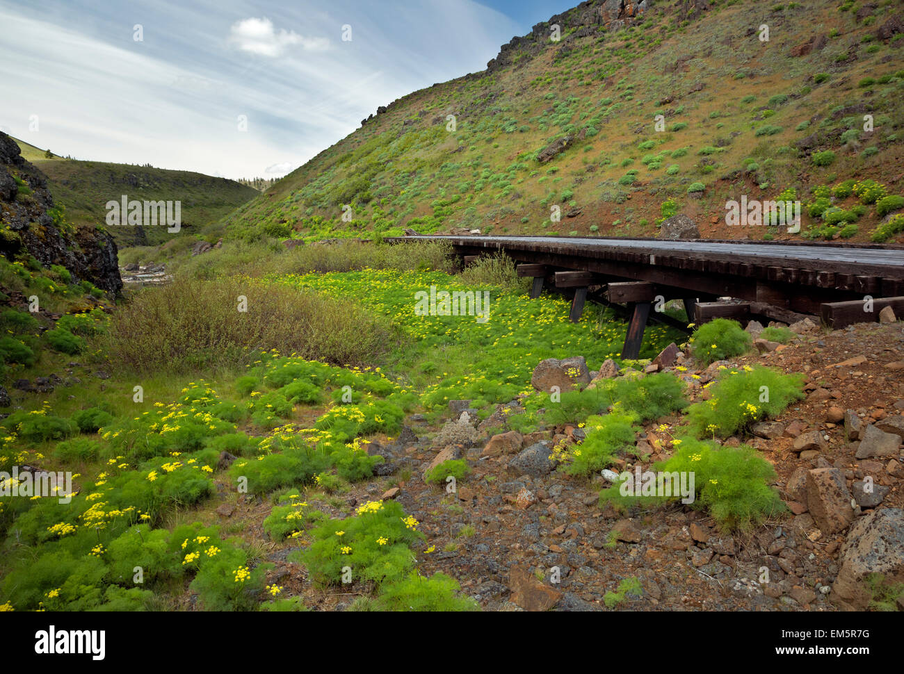 WA10321-00...WASHINGTON - Desert parsley near trestle along Swale Creek as the Klickitat Trail descends into Swale Canyon. Stock Photo