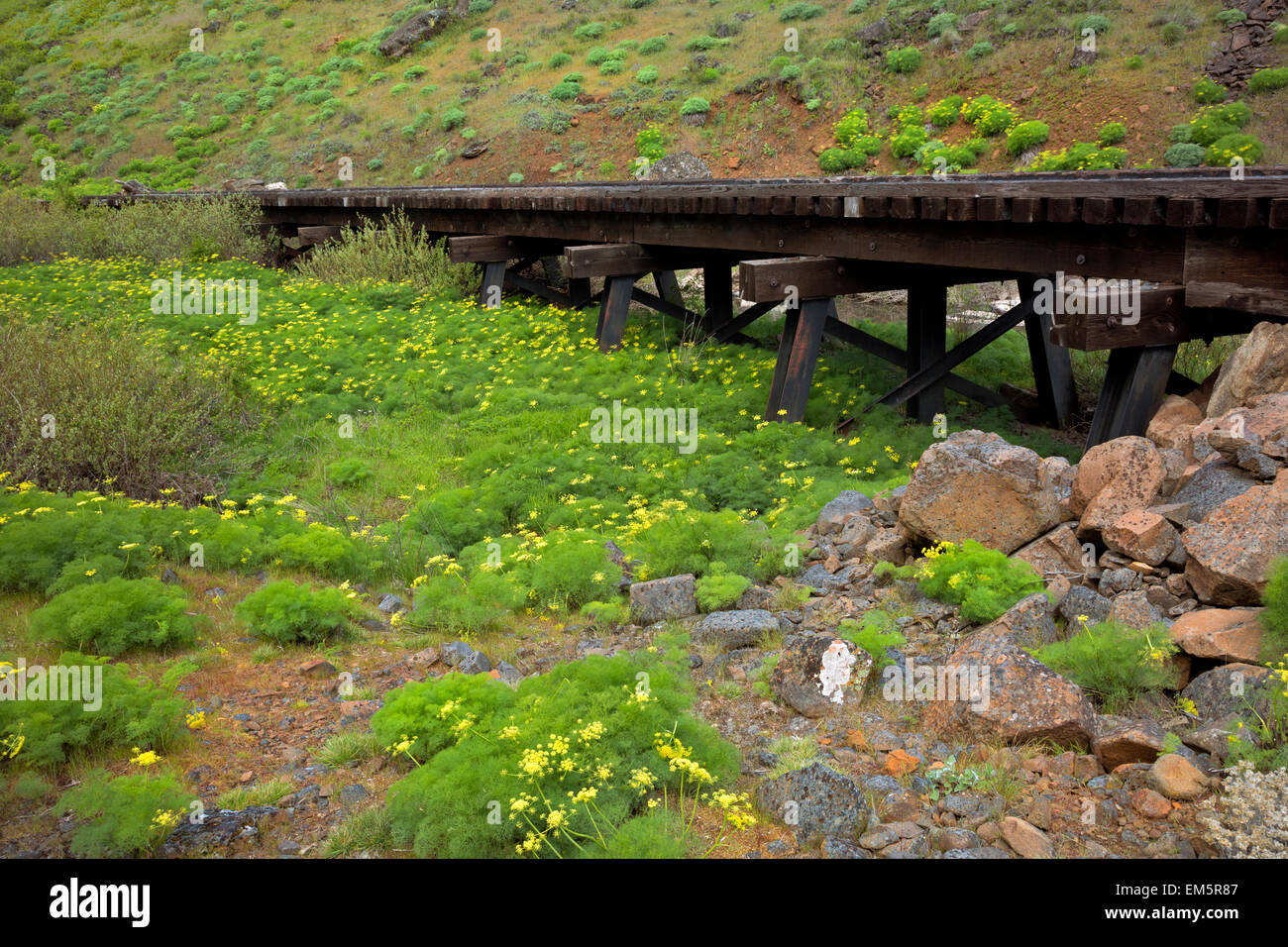 WASHINGTON - A railroad type trestle over a dry, desert parsley covered creek bed in Swale Canyon along the Klickitat Trail. Stock Photo