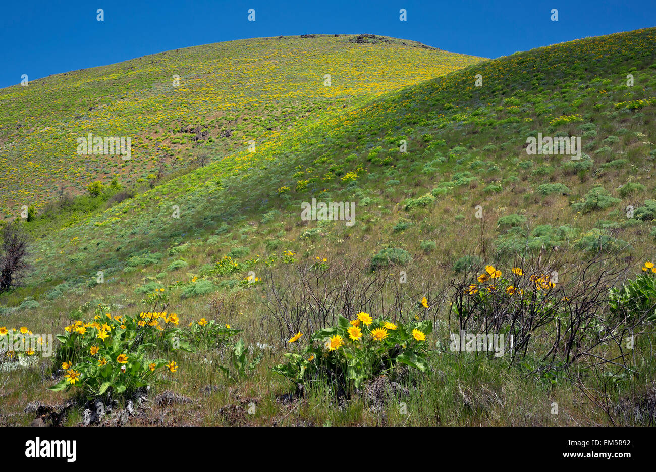 WA10323-00...WASHINGTON - Hillside covered with balsamroot and desert parsley in Swale Canyon above the Klickitat Trail. Stock Photo