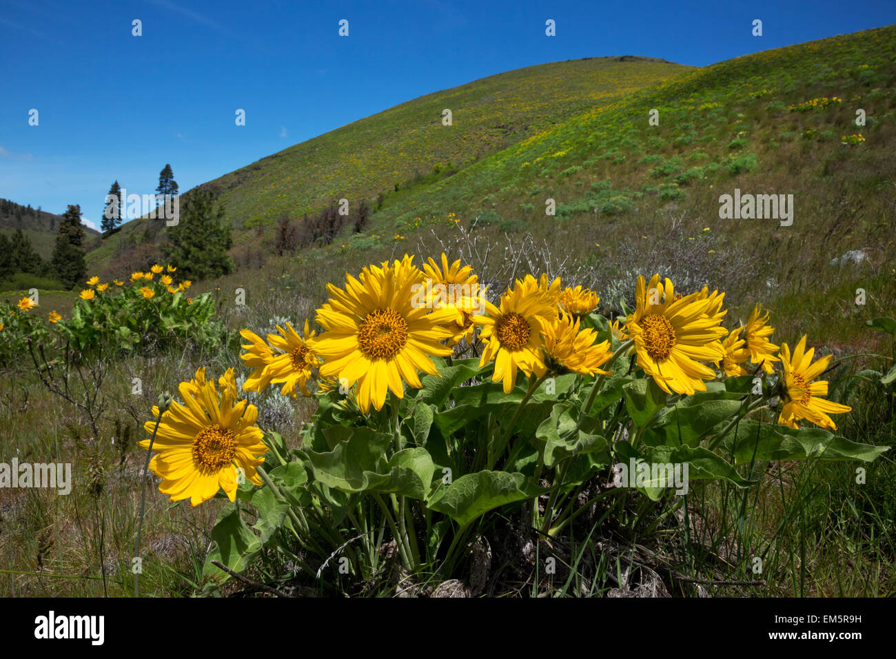 WA10324-00...WASHINGTON - Balsamroot blooming on a hillside in Swale Canyon above the Klickitat Trail, a rails to trails route. Stock Photo