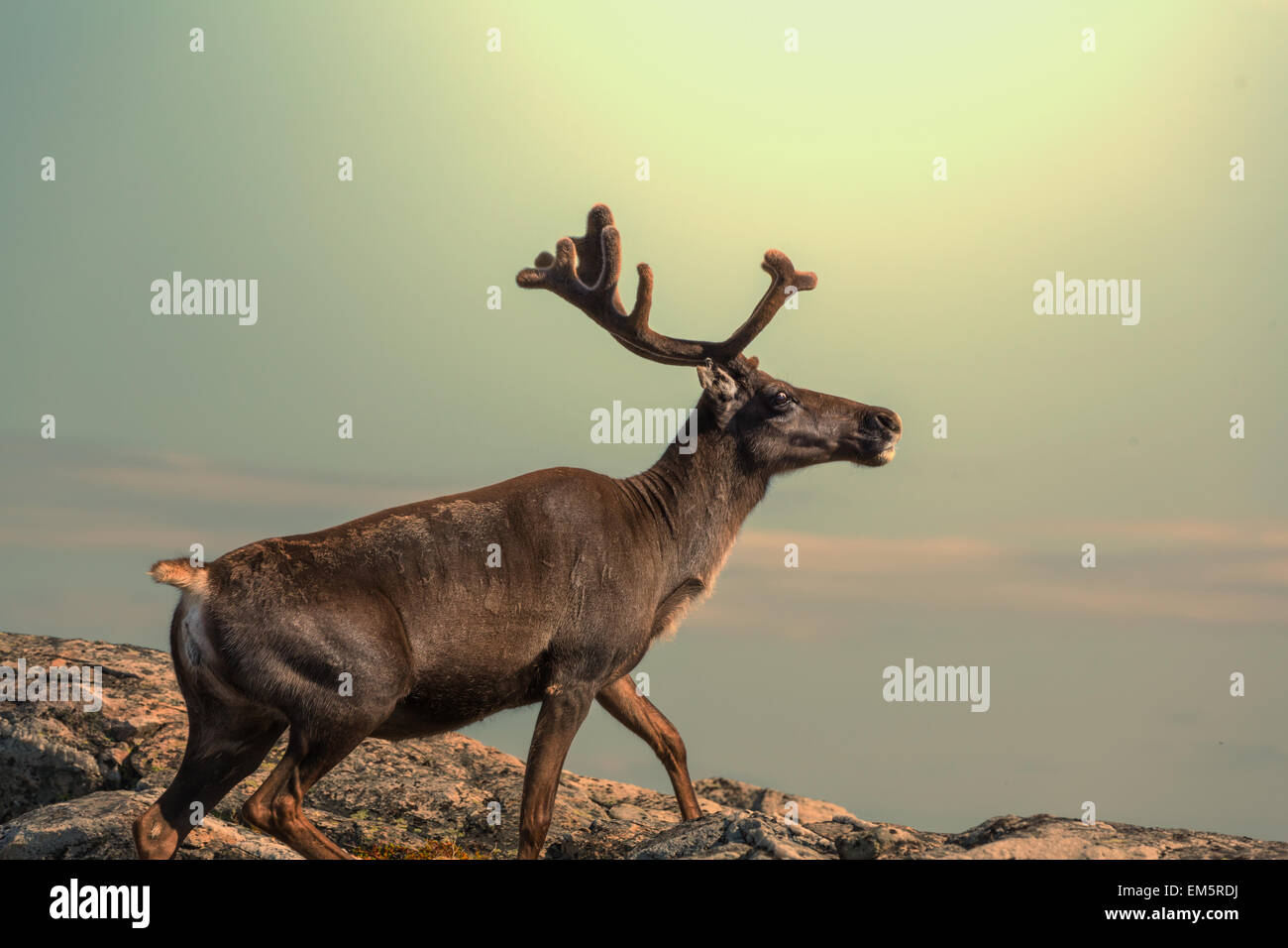 Raindeer hi-res stock photography and images - Alamy