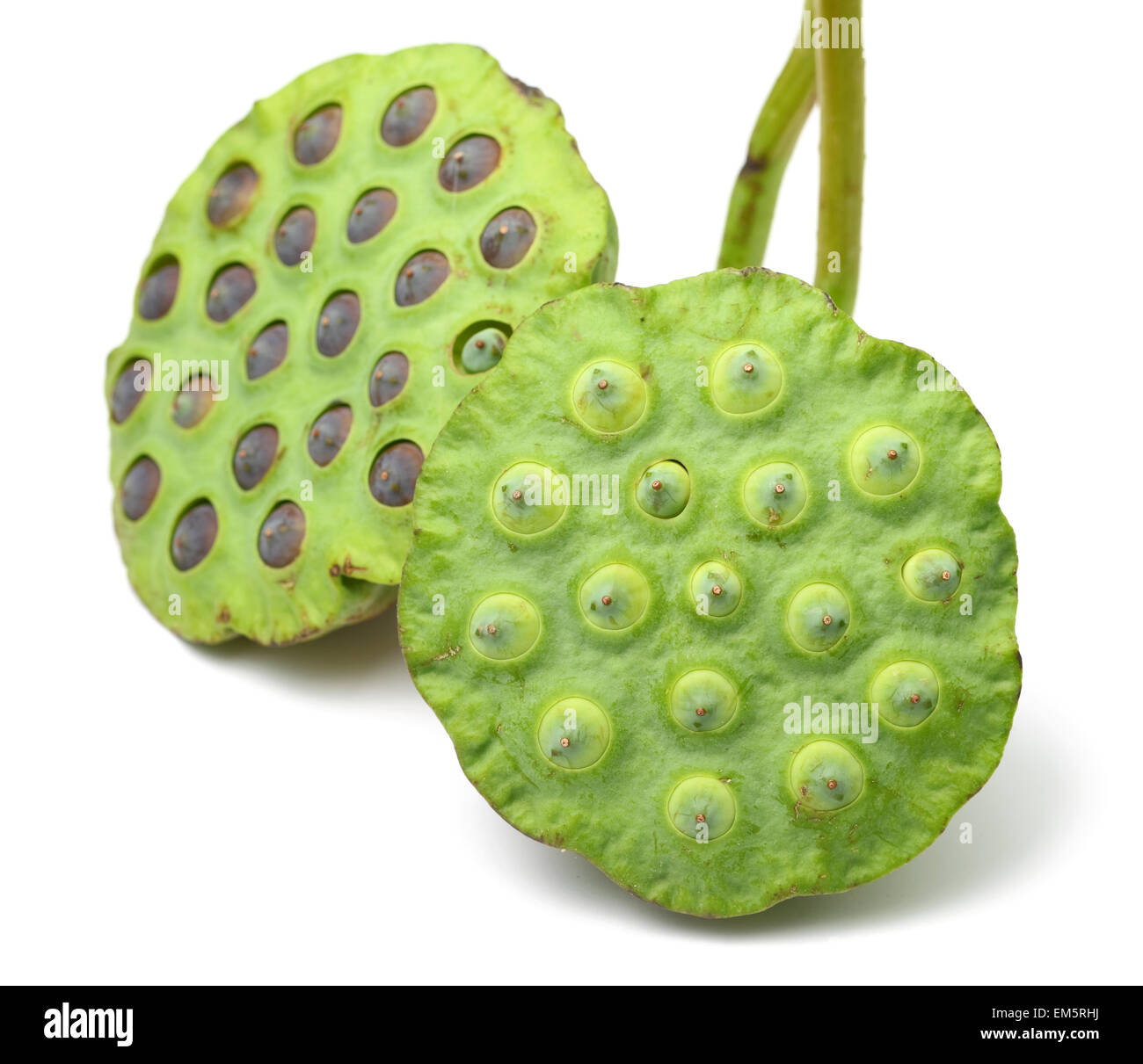 Lotus seed pod hires stock photography and images Alamy