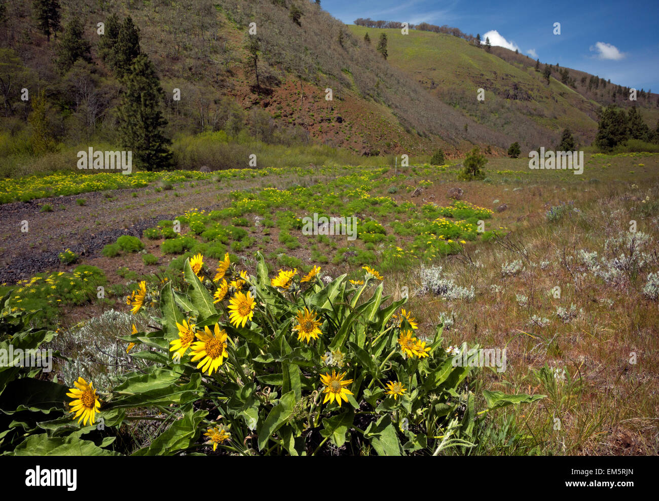 WA10326-00...WASHINGTON - Balsamroot and desert parsley blooming along the Klickitat Trail at the upper end of Swale Canyon. Stock Photo