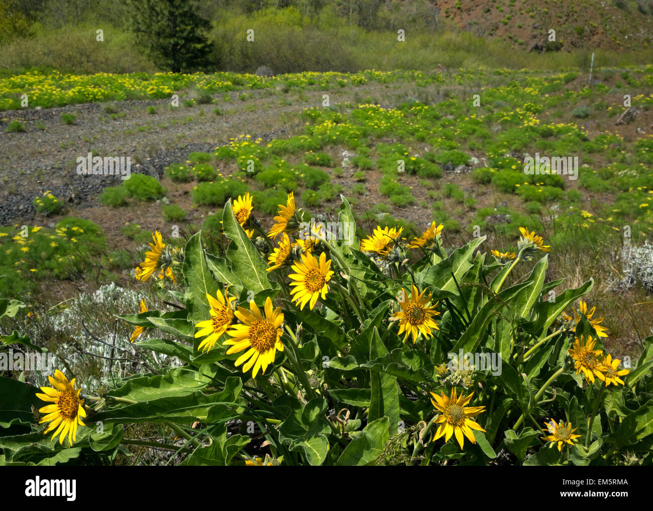 WA10327-00...WASHINGTON - Balsamroot and desert parsley blooming along the Klickitat Trail at the upper end of Swale Canyon. Stock Photo